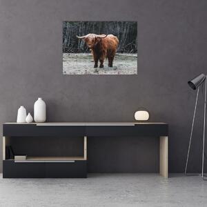 Obraz - Škótska krava 2 (70x50 cm)
