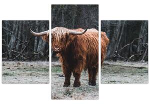 Obraz - Škótska krava 2 (90x60 cm)