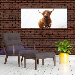 Obraz - Škótska krava (120x50 cm)