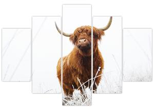 Obraz - Škótska krava (150x105 cm)