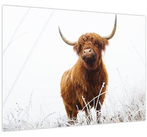 Obraz - Škótska krava (70x50 cm)