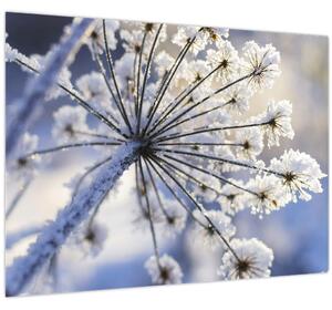 Obraz - Zamrznutý kvet (70x50 cm)