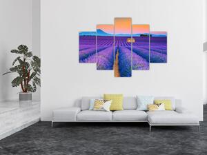 Obraz - Levanduľové pole (150x105 cm)