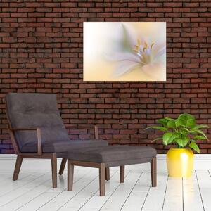 Obraz - Jemný kvet (70x50 cm)