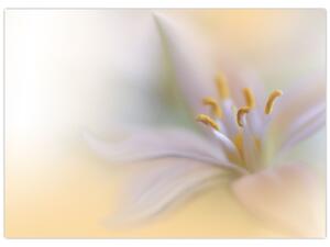 Obraz - Jemný kvet (70x50 cm)