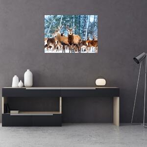 Obraz - Stádo jeleňov (70x50 cm)