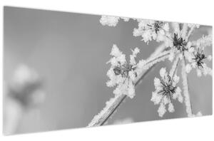 Obraz - Zamrznutá rastlina (120x50 cm)
