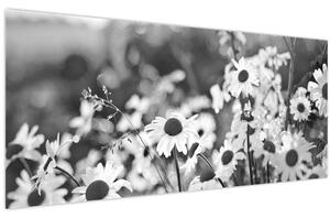 Obraz - Kopretiny (120x50 cm)