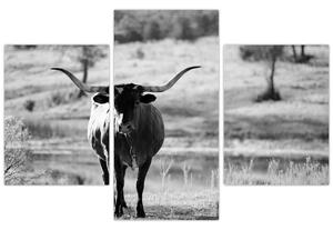 Obraz - Krava, čiernobiela (90x60 cm)