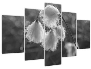 Obraz - Cottongrass (150x105 cm)
