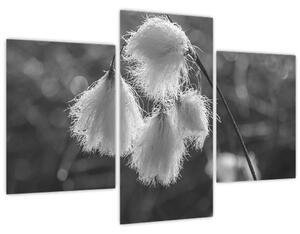 Obraz - Cottongrass (90x60 cm)