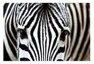 DIMEX | Samolepiaca fototapeta na podlahu FL-255-008 | 255 x 170 cm | Zebra