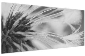 Obraz - Púpava (120x50 cm)