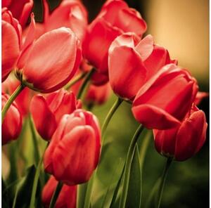 DIMEX | Samolepiaca fototapeta na podlahu FL-170-004 | 170 x 170 cm | Červené tulipány