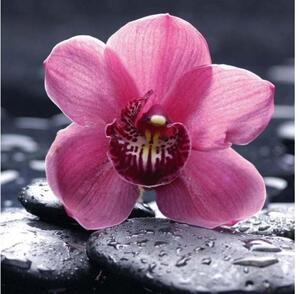 DIMEX | Samolepiaca fototapeta na podlahu FL-170-020 | 170 x 170 cm | Orchidea