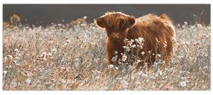 Obraz - Škótska krava v kvete (120x50 cm)