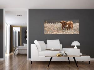 Obraz - Škótska krava v kvete (120x50 cm)