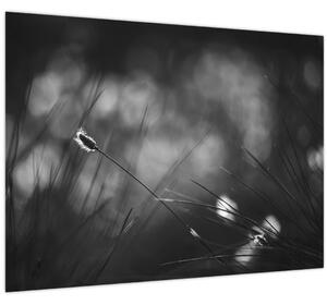 Obraz - Lúčna tráva (70x50 cm)