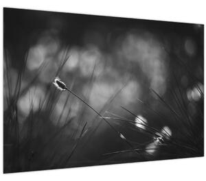 Obraz - Lúčna tráva (90x60 cm)