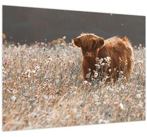 Obraz - Škótska krava v kvete (70x50 cm)