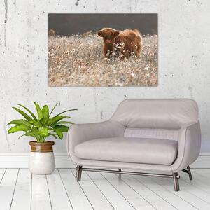 Obraz - Škótska krava v kvete (90x60 cm)