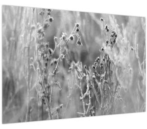 Obraz - Divoká lúka (90x60 cm)