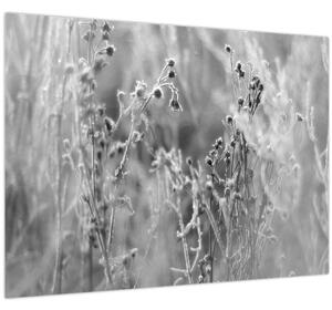 Obraz - Divoká lúka (70x50 cm)
