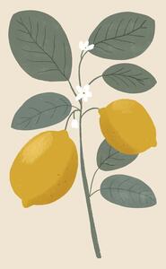Ilustrácia Lemon flower, Katarzyna Gąsiorowska