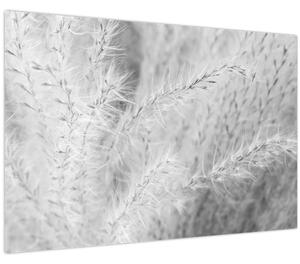 Obraz - Pampas grass N⁰1 (90x60 cm)