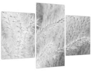 Obraz - Pampas grass N⁰1 (90x60 cm)