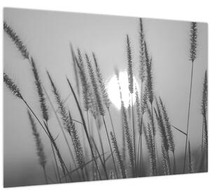 Obraz - Lúka pri západe slnka (70x50 cm)