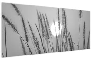 Obraz - Lúka pri západe slnka (120x50 cm)