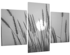 Obraz - Lúka pri západe slnka (90x60 cm)