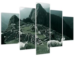 Obraz - Lamy na Machu Picchu v Peru (150x105 cm)