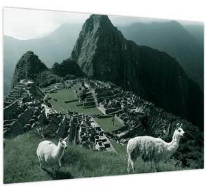 Obraz - Lamy na Machu Picchu v Peru (70x50 cm)