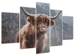 Obraz - Highlander krava (150x105 cm)
