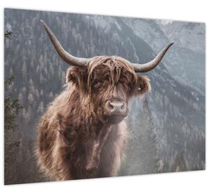 Obraz - Highlander krava (70x50 cm)