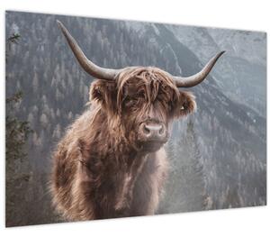 Obraz - Highlander krava (90x60 cm)