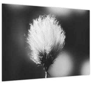 Obraz - Čiernobiely cottongrass (70x50 cm)