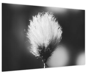 Obraz - Čiernobiely cottongrass (90x60 cm)