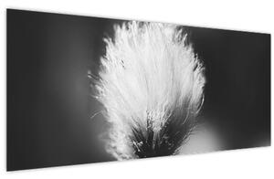 Obraz - Čiernobiely cottongrass (120x50 cm)
