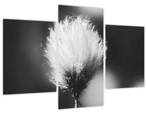 Obraz - Čiernobiely cottongrass (90x60 cm)