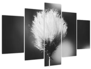Obraz - Čiernobiely cottongrass (150x105 cm)