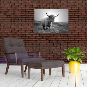 Obraz - Škótska krava, čiernobiela (70x50 cm)