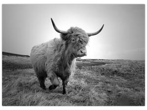 Obraz - Škótska krava, čiernobiela (70x50 cm)