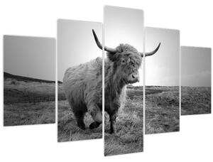 Obraz - Škótska krava, čiernobiela (150x105 cm)
