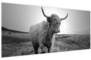 Obraz - Škótska krava, čiernobiela (120x50 cm)