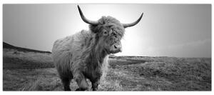 Obraz - Škótska krava, čiernobiela (120x50 cm)