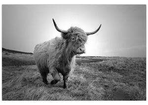 Obraz - Škótska krava, čiernobiela (90x60 cm)