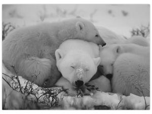 Obraz - Ľadové medvedíky, čiernobiela (70x50 cm)